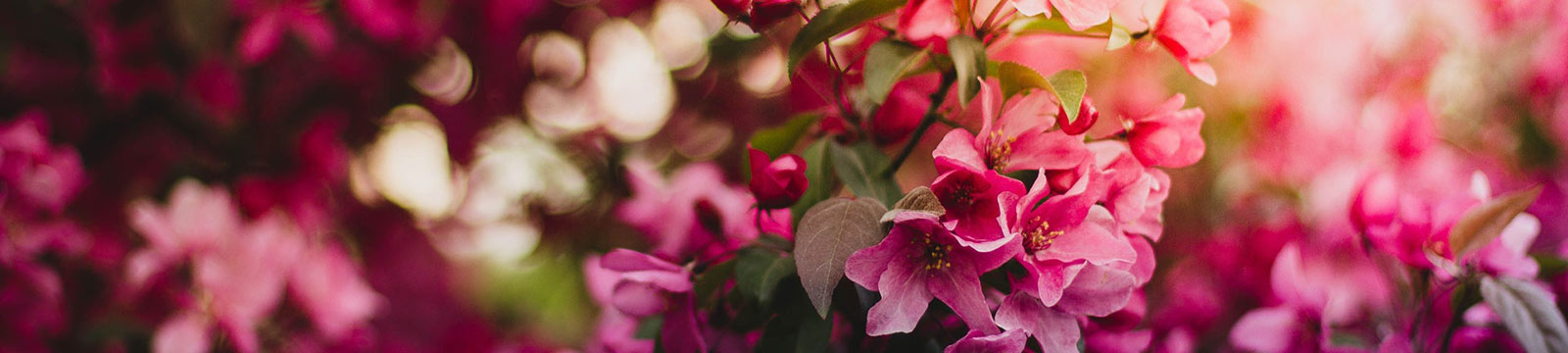 Flowers blooming on a tree